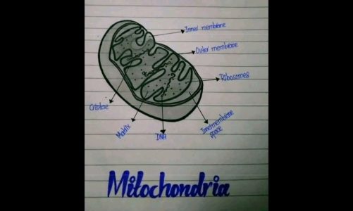 How to draw Mitochondria   | House of the Cell | #Shorts#youtubeshorts#   #Viral#Viral Video#trendin