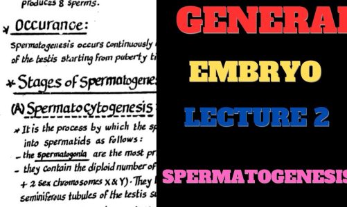 General Embroyology Lecture 2 spermatogenesis /Semen Composition /Sperm Abnormlities /Sperm count