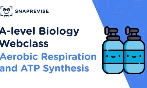 A-level Biology Revision Sessions: Aerobic Respiration and ATP Synthesis