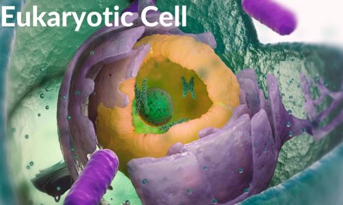 The Eukaryotic Cell | Animal Cell | Cell Structure and Functions #biology #cell #dna