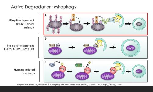 Mitochondrial DNA – Connections – 03-08-2022