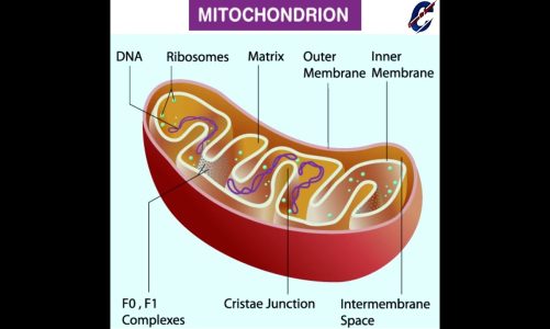 Cell Organelles : Mitochondria – The Fundamental Unit of Life | Class 9 Biology