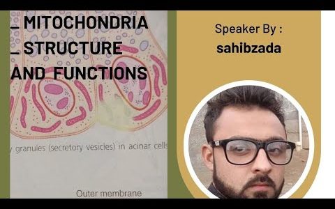 mitochondria structure and functions|| mitochondrial enzymes|| lecture 7