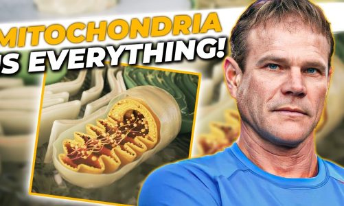 Mitochondria Is EVERYTHING & How to Enhance Your Mitochondrial Health