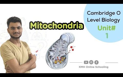 Mitochondrion | Cambridge O Level Biology |GICSE Biology| Unit1st Cells | @kmhonlineschooling