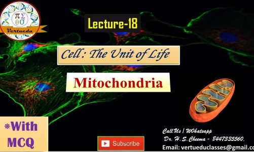 Mitochondria Structure and Function