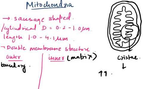 mitochondria   cell class 11th biology neet