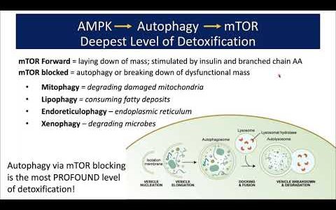 Integrating Detoxification, Metabolic Fitness, and Mitochondrial Health as Core Pillars for Vital Im