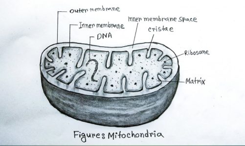 How to draw a Mitochondria easily/Draw and label Mitochondria/Biology Drawing