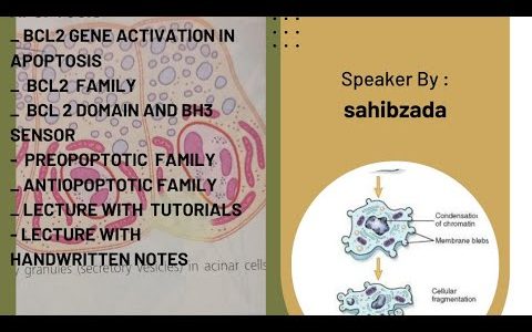 #mitochondrial pathway||the activation of apoptosis ||part 5