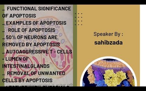 #functional significance of apoptosis ||examples of apoptosis ||part 2