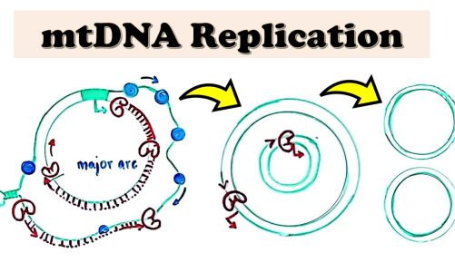 Mitochondrial DNA (mtDNA) Replication – D loop Replication (deep-dive video)