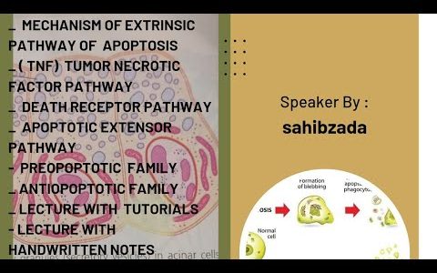 extrinsic pathway of apoptosis ||death receptor pathway ||part 6