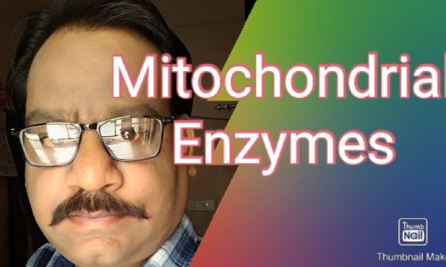 MITOCHONDRIAL ENZYMES