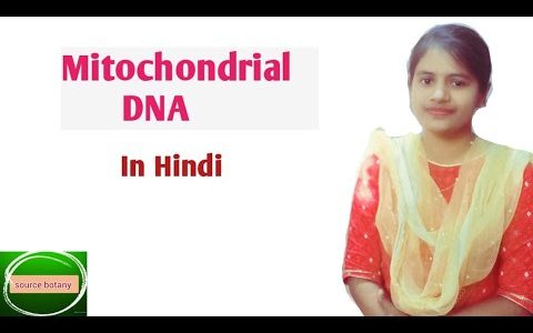 Mitochondrial DNA in hindi | MtDNA | mitochondrial genome | by onee gupta @sourcebotany7203
