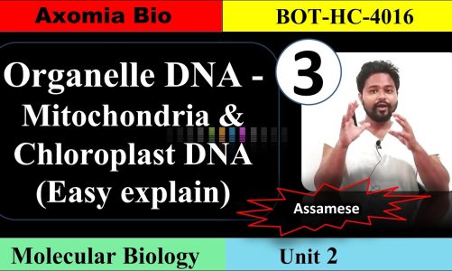 Organelle DNA- Mitochondria & Chloroplast| Molecular Biology| Dr. Rajib Borah| Assamese| Axomia Bio
