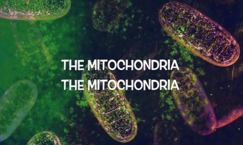 Paradise of Exiles – Mitochondria