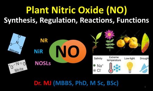 Plant Nitric Oxide (NO)| Synthesis, Regulation, Reactions, Functions| Location, organelles, pathways