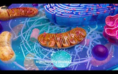 What is Mitochondria I Structure of the Mitochondria in Stunning 3D 4K
