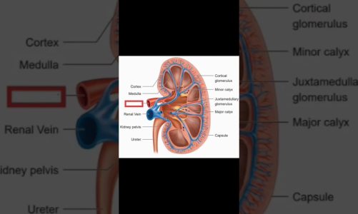 #Kidney#Anatomy#Structure#physiology#yt shorts#