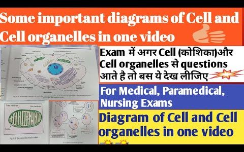 Easy diagram of cell, mitochondria,Golgi body,DNA,mitosis and meiosis for exam#cell anatomy