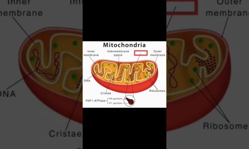 #Mitochondria#Structure#Label#