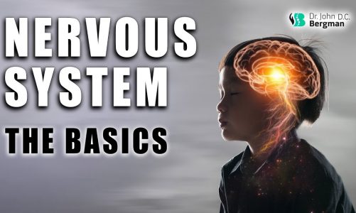 Nervous System – The Basics
