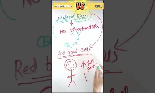 Why Do Rbcs Lack Mitochondria? | Mcq For Mdcat/neet