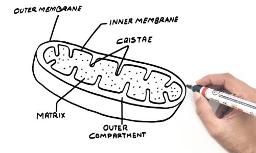 How to draw mitochondria diagram easily | Mitochondria Diagram |  YoKIdz  |  diagram of mitochondria