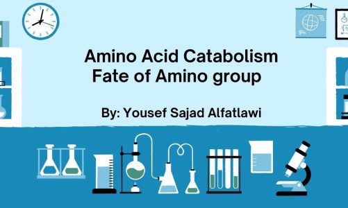 Amino acid catabolism urea cycle Lec3 part 2