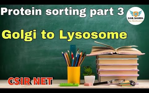 Protein transport from Golgi to Lysosome| protein sorting golgi body to endosome|golgi compartment