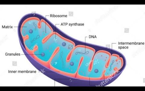 Mitochondria Structure and Function|Structure and Function of Mitochondria|Mitochondrial Structure