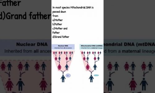 #Mitochondrial DNA#mitochondria#ATP#neet MCQs#Medical MCQs#biology#trending#neet aspirants#