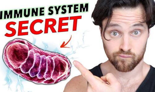 Why Mitochondria are the SECRET to a STRONG Immune System