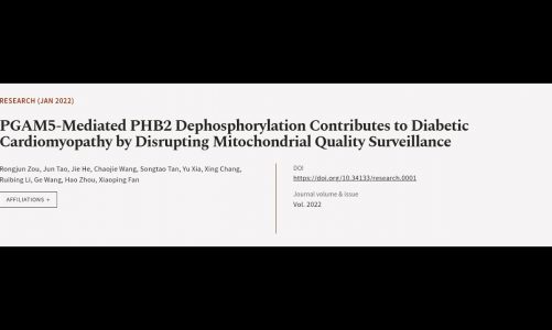 PGAM5-Mediated PHB2 Dephosphorylation Contributes to Diabetic Cardiomyopathy by Disru… | RTCL.TV