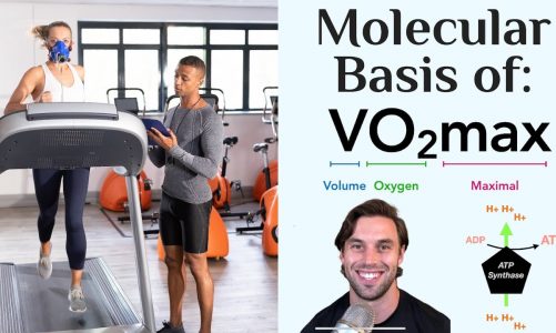Molecular Basis of VO2max (How Oxygen is Used in the Mitochondria to form ATP During Exercise)