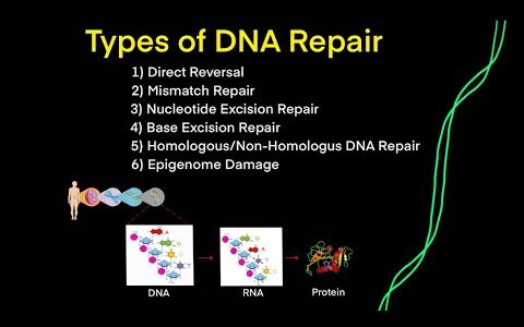 DNA Mutations & DNA Repair (EVERY TYPE OF DNA REPAIR YOU NEED TO KNOW FOR MCAT BIOLOGY GENETICS)