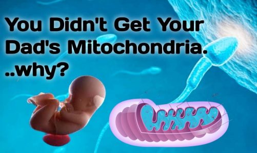 Why You Didn’t Get Your Dad’s Mitochondria | Amazing scientist’s discovery | Brain bunch