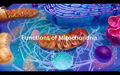 What Are Mitochondria I Function of the Mitochondria In Stunning 3D 4K