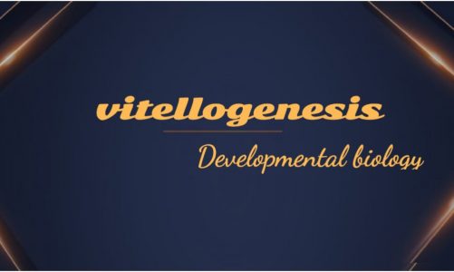 Vitellogenesis /Oogenesis in amphibians… /Developmental biology.