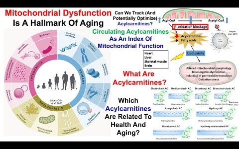 Acylcarnitines Increase During Aging, And Are Associated With Poor Health