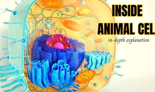 Animal Cell Structure || 3D Animation In-depth Explanation