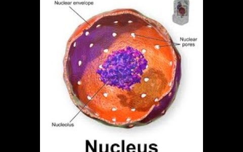 Nucleus (The Control Center)