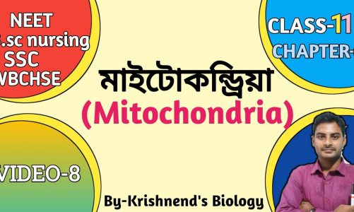 মাইটোকন্ড্রিয়া/Mitochondria in Bengali / Class-11/ NEET/WBCHSE/NCERT
