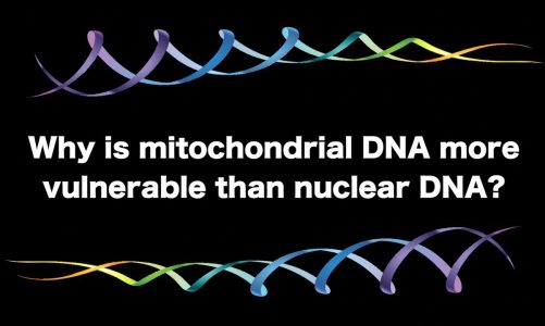 Why is Mitochondrial DNA More Vulnerable than Nuclear DNA? | Lifespan.io Crowdfunding Campaign