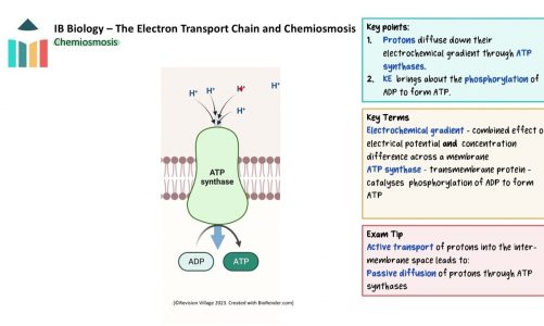 The Electron Transport Chain and Chemiosmosis [IB Biology HL]
