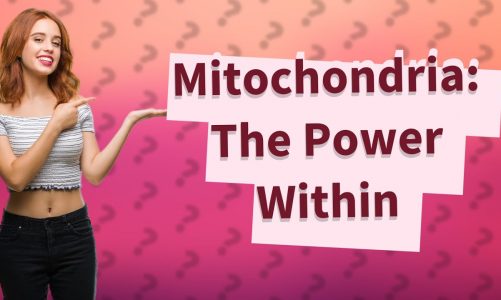 How Do Mitochondria Influence My Health and Risk of Disease?