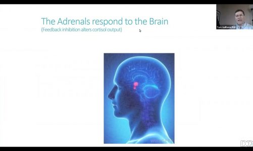 Beyond Adrenal Fatigue Reframing our Understanding of Stress and the HPA Axis