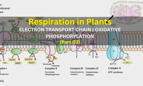 Respiration in Plants | Electron Transport Chain (ETC) | Oxidative Phosphorylation | Part 03