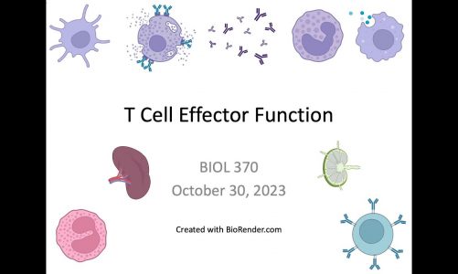 Immunology Fall 2023: Lecture 23 T Cell Effector Function